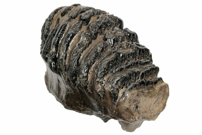7.2" Southern Mammoth Partial Upper M2 Molar - Hungary